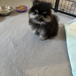 Pomeranian Puppies from Glitzypoms