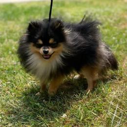 Captain - Black and tan male Pomeranian puppy in Buck Valley, Pennsylvania from Buck Valley Pomeranians