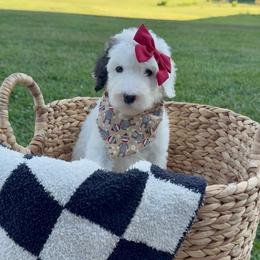 Sprinkle Panda - Brown and white female Sheepadoodle puppy in Argillite, Kentucky from DeAnna’s Doodles