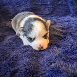 Cherish - Black and white female Pomsky puppy in Bucyrus, Missouri from Hill Top Pomskies
