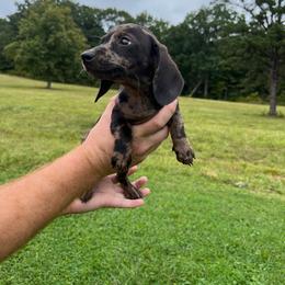 Mya - Dapple female Dachshund puppy in Milroy, Pennsylvania from Not Your Average Weiner