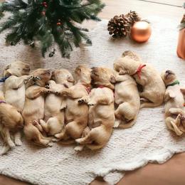 Golden Retriever Puppies from Goldens of Heritage Oaks