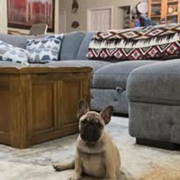 French Bulldog Puppies from Reds Frenchies