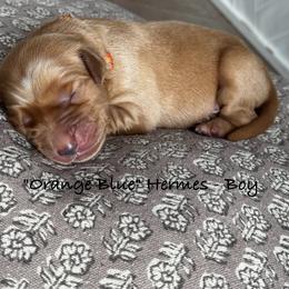 Hermes - Dark golden male Golden Retriever puppy in Weston, Missouri from Love is Golden