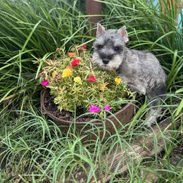 Tasha - Salt and pepper female Miniature Schnauzer puppy in Tribbey, Oklahoma from Hill Dog Farm