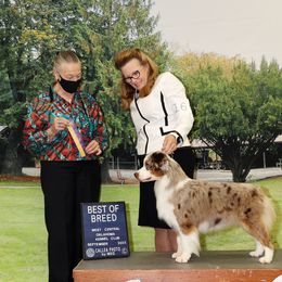Miniature American Shepherd All Grown Up from Stellar Miniature American Shepherds