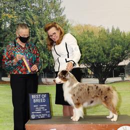 Miniature American Shepherd All Grown Up from Stellar Miniature American Shepherds