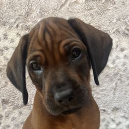 Black collar - Rd whtn blk nose male Rhodesian Ridgeback puppy in Aubrey, Texas from Bushveld Rhodesian Ridgebacks