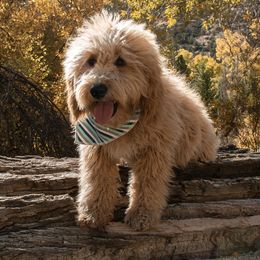 Hazel - Goldendoodle