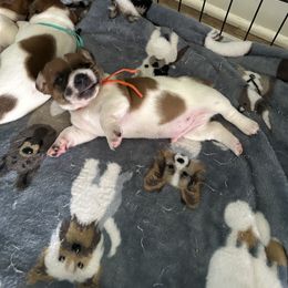 Russell Terrier Puppies from Claddagh Pastures
