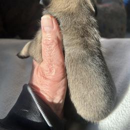 Sable girl - Fawn female Pug puppy in Norborne, Missouri from Pug Palace