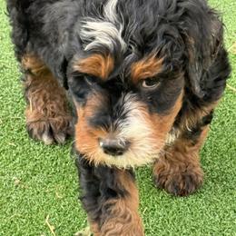 Bernedoodle Puppies from Land of Oz Doodles