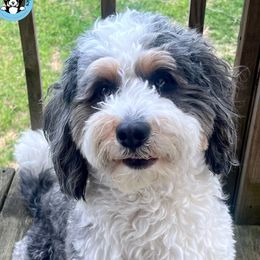 Ace - Bernedoodle