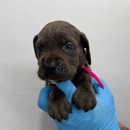 Female 1 - Gray female Cane Corso puppy in Cashion, Oklahoma from APEXOK Cane Corsos LLC