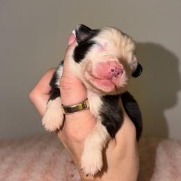Moscato - Black tri-color female Australian Shepherd puppy in Anniston, Alabama from All Hale Aussies