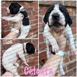 Celeste - Black female Great Dane puppy in Granbury, Texas from Anderson Blau’s Great Danes