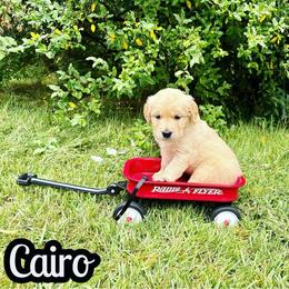 Cairo - Golden male Golden Retriever puppy in Salem, Virginia from Virginia Goldens