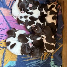 German Shorthaired Pointer Puppies from Bernardonis