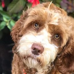 Australian Labradoodles from Pacific Rim Labradoodles