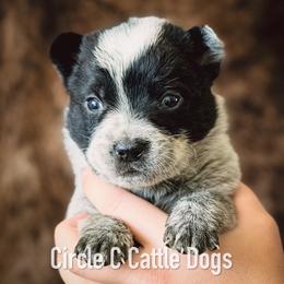 Boy 3 - Blue male Australian Cattle Dog puppy in Blackfoot, Idaho from Circle C Australian Cattle Dogs