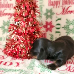 Girl 1 - Black and tan female Dachshund puppy in Klamath Falls, Oregon from Luvindoxys4u