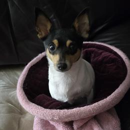 Pearl - Toy Fox Terrier