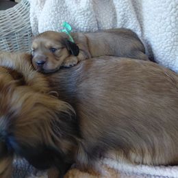 Blue boy - Red male Dachshund puppy in Alachua, Florida from Asperida Spinoni and Dachshunds