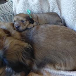 Blue boy - Red male Dachshund puppy in Alachua, Florida from Asperida Spinoni and Dachshunds