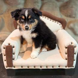 Janis - Black tri female Miniature American Shepherd puppy in Ellensburg, Washington from Wiggle Rump Ranch