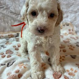Doc - Red and white male Cockapoo puppy in Adrian, Oregon from ApplebyFarm