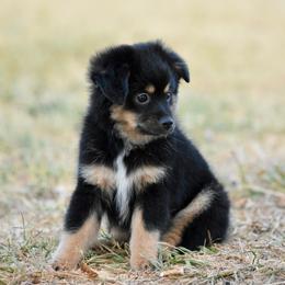 Bode - Black tri male Miniature Australian Shepherd puppy in Wichita Falls, Texas from Shooting Stars Ranch Toy and Mini Aussies