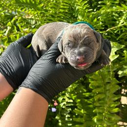 Valentino - Gray and fawn male Cane Corso puppy in Houston, Texas from Mortaio Cane Corso