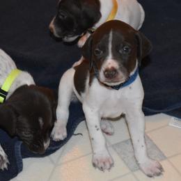 Dark blue collar - Liver and white male German Shorthaired Pointer puppy in Riverdale, Michigan from Ninemire Farm