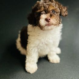 Lily - Chocolate and white female Havapoo puppy in Natural Bridge, Virginia from Rockbridge Puppies