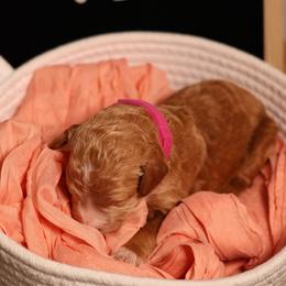 Pink collar - Apricot female Goldendoodle puppy in Palmetto Bay, Florida from SOMIDOODLES