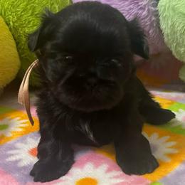 Poppi - Black and white female Shih Tzu puppy in Easley, South Carolina from Full of Shih Tzus