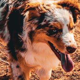 Australian Shepherds from Dancing M Kennels