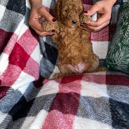 Girl yellow $500 - Red  Poodle puppy in Siloam Springs, Arkansas from Wanda De La Rosa