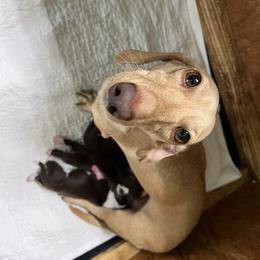Shimmer - Dachshund