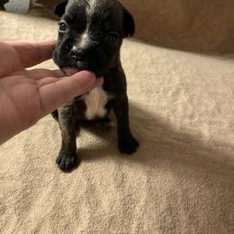 Leo - Brindle male Boxer puppy in Custer, South Dakota from Tracy's Boxers
