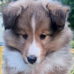 Boy 1 - Sable and white male Shetland Sheepdog puppy in Belleville, Wisconsin from Triple S Shelties