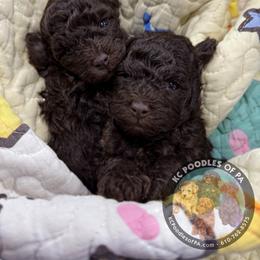 Poodle Puppies from KC Poodles of PA