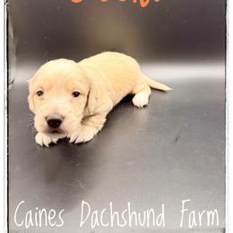Yoda - Cream male Dachshund puppy in Cincinnati, Ohio from Caines Dachshund Farm