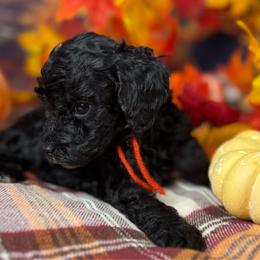 Sidney (Red collar) - Black female Goldendoodle puppy in Lake Panasoffkee, Florida from Donnas Deluxe Doodles LLC