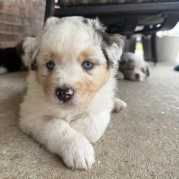 Merle - Blue merle male Miniature Australian Shepherd puppy in Highlands, Texas from TK Kennels
