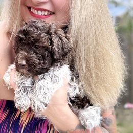 Lagotto Romagnolo Puppies from Anna’s Lagottos