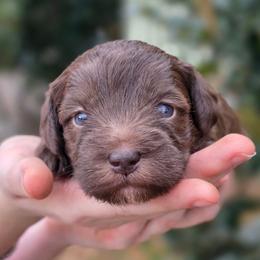 Charlie Brown - Brown male Schnoodle puppy in Timmonsville, South Carolina from For the LOVE of Poodles, Doodles and Sheepdogs