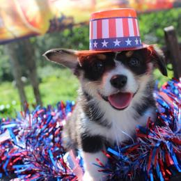 Drizella (2600) - White and black female Pembroke Welsh Corgi puppy in Valley, Washington from Corgis of the Mountain Valley
