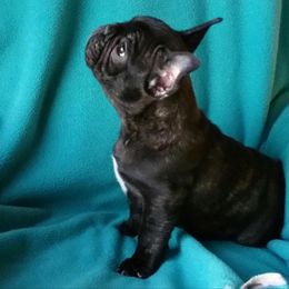 French Bulldog Puppies from Knollridge Frenchies