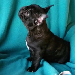 French Bulldog Puppies from Knollridge Frenchies